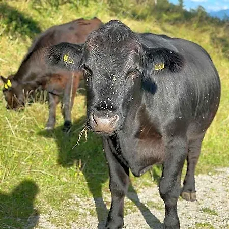 Naturhotel Laerchenhof Ramsau am Dachstein